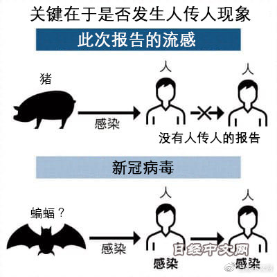 揭秘新型猪流感起源、传播及应对策略，最新消息概览