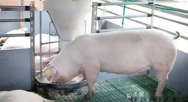 慕明智