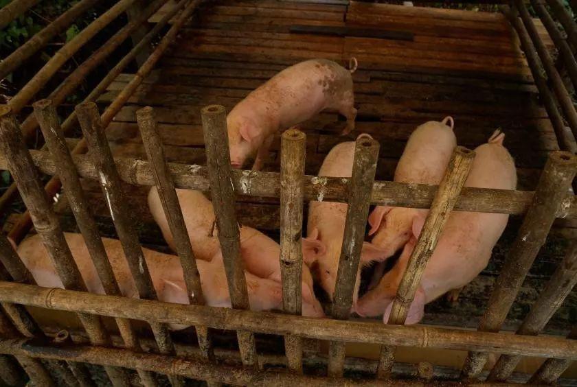 缅甸首次非洲猪瘟消息发布及其影响深度分析